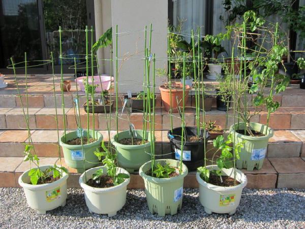 パッションフルーツ ビークロス好きの変なおじさん日記