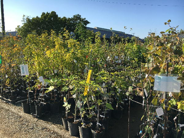 浜北営農緑花木センター ビークロス好きの変なおじさん日記