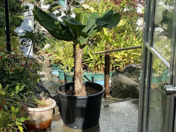 バナナの株分けと鉢の植え替え ビークロス好きの変なおじさん日記 バナナの株分けと鉢の植え替え ビークロス好きの変なおじさん日記