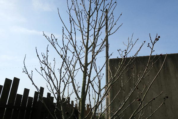 ポポーの受粉 ビークロス好きの変なおじさん日記