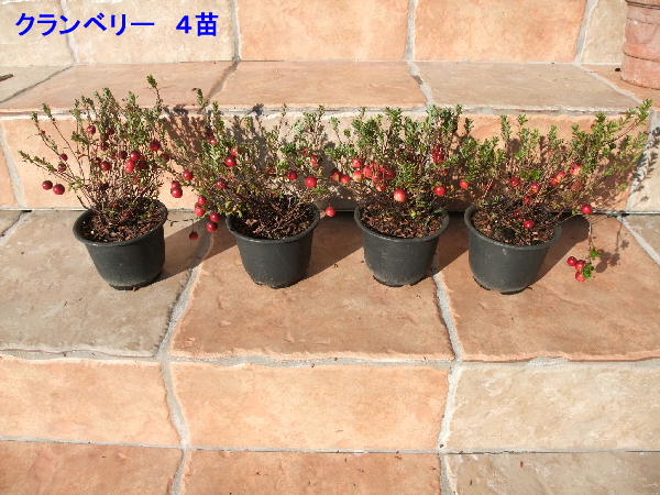 クランベリー ビルベリー ビークロス好きの変なおじさん日記