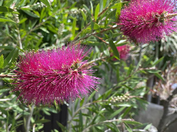 ブラシノキ ビークロス好きの変なおじさん日記