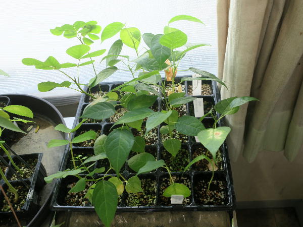 オレンジプリンセス キワタ ビークロス好きの変なおじさん日記