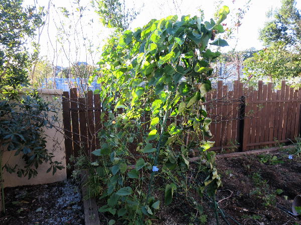 宇宙いも ビークロス好きの変なおじさん日記