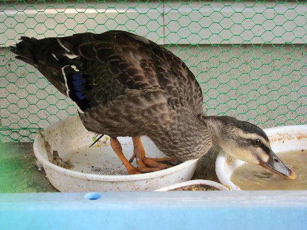 カモはデカくなったカモ ビークロス好きの変なおじさん日記