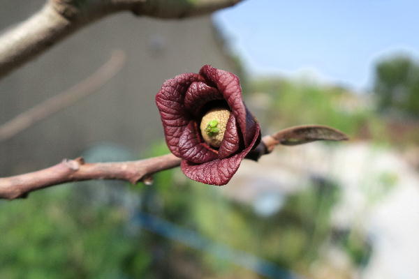 ポポーの受粉 ビークロス好きの変なおじさん日記