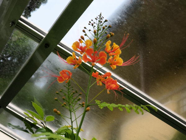 オオゴチョウ　開花中　10/28現在花が咲いています！　植物/観葉植物