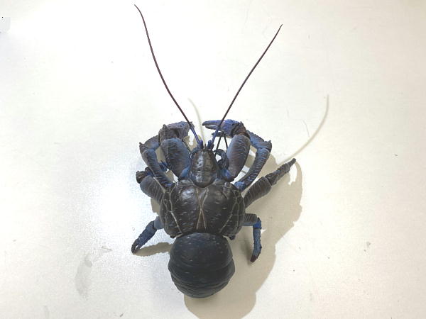 バンダイ いきもの大図鑑プレミアム ヤシガニ : ビークロス好きの変な
