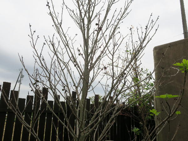 ポポーの開花 ビークロス好きの変なおじさん日記