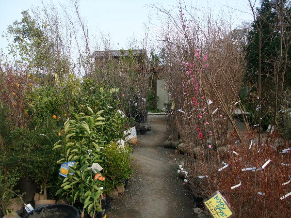 立花ガーデン ビークロス好きの変なおじさん日記