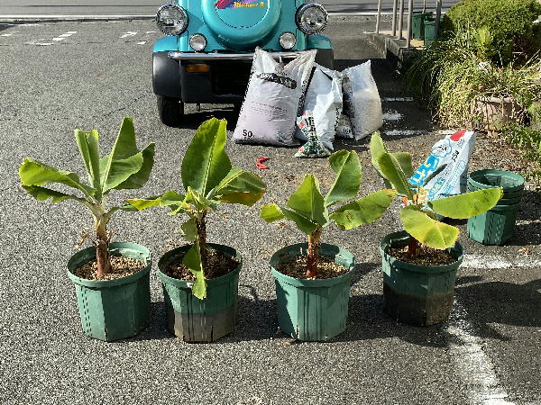 バナナの株分けと鉢の植え替え ビークロス好きの変なおじさん日記 バナナの株分けと鉢の植え替え ビークロス好きの変なおじさん日記