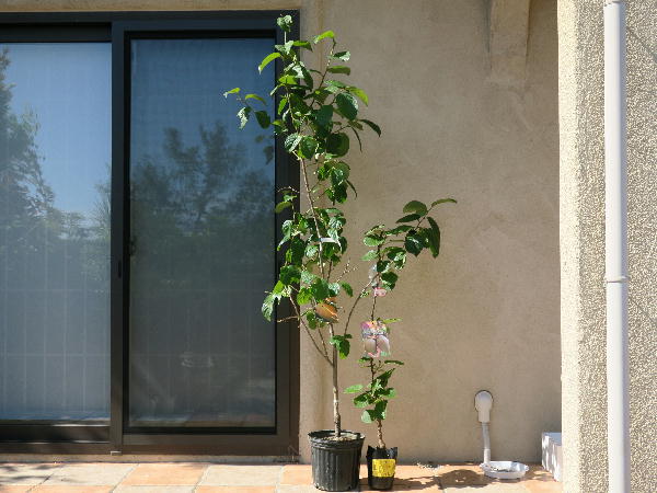 果樹の追加 ビークロス好きの変なおじさん日記