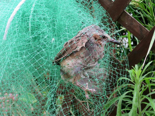 鳥を見た ビークロス好きの変なおじさん日記 鳥を見た ビークロス好きの変なおじさん日記