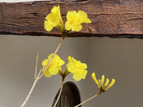 イペーの花 ビークロス好きの変なおじさん日記