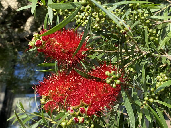 庭の花たち ビークロス好きの変なおじさん日記