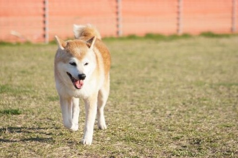 イッヌさん