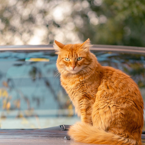 【緊急】車庫に猫来なくなる方法教えてｗｗｗｗｗｗ