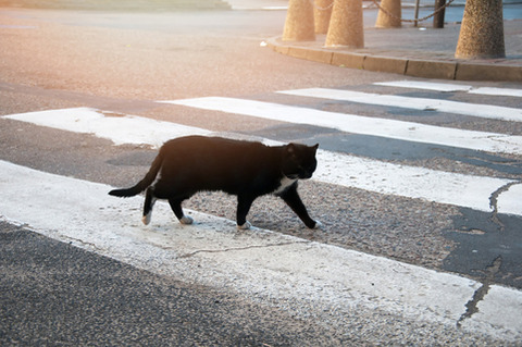 道路に飛び出した子猫