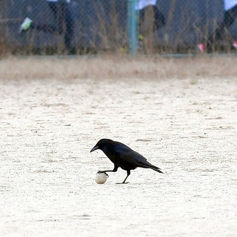 カラスが「遊び」で石投下