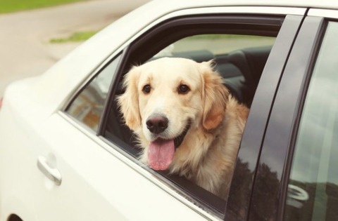 運転席側窓から犬の顔