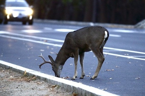 車で動物ひいたこと