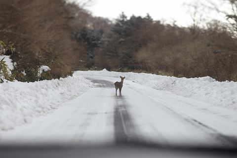 実際問題、車の運転してて動物の飛び出しに遭遇したことある？？