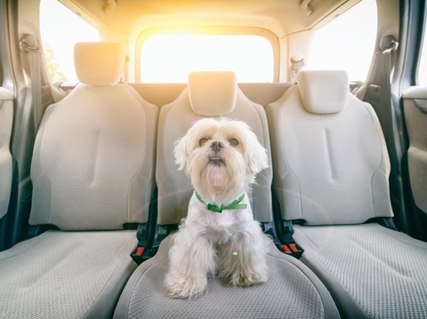 車が犬放置