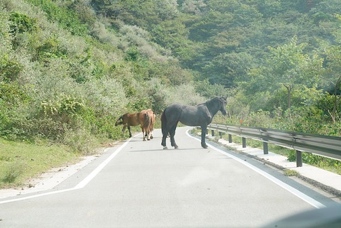 【朗報】クソデカお馬さん、車で来た人間に対して優しかったｗ