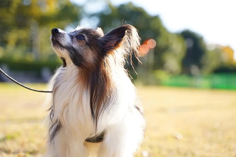 犬も家族