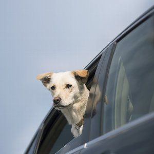 犬って車内に置いて