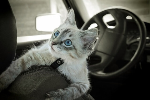 車内に猫放置