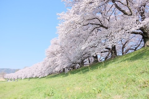 背割りの桜行け