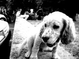 cucciolo