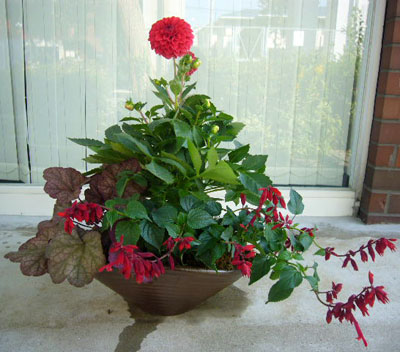 ダリアを寄せ植え ヴェロニカ便り