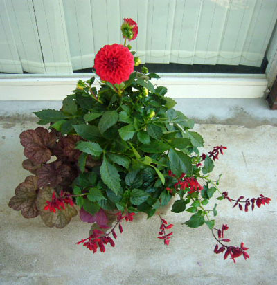 ダリアを寄せ植え ヴェロニカ便り