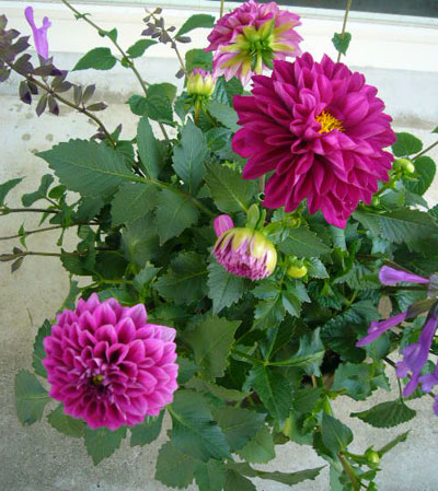 ダリアを寄せ植え ヴェロニカ便り