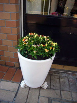 芦屋ポテチーノさんへ ヴェロニカ便り
