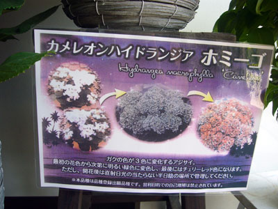 あじさい 鉢植え 色の変わるアジサイ カメレオン ブルー 5号かご付き Kamereon1 1 クロスリースタイル 通販 Yahoo ショッピング