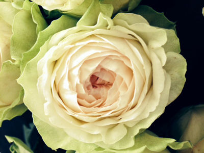 集堂さんの薔薇 アルヌワブラン ヴェロニカ便り 集堂さんの薔薇 アルヌワブラン ヴェロニカ便り