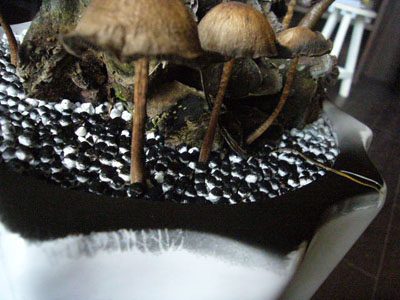 キノコから黒い胞子 ヴェロニカ便り キノコから黒い胞子 ヴェロニカ便り