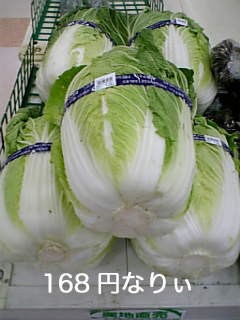白菜