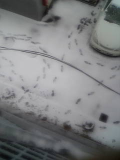 雪
