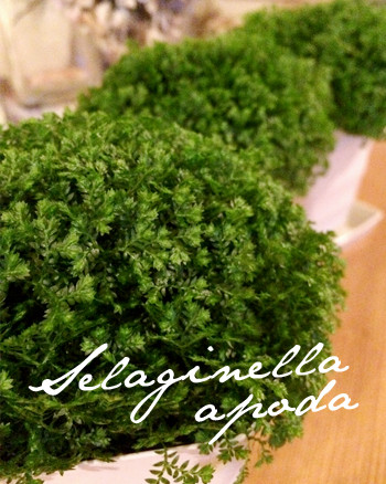 selaginella