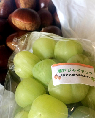 瀬戸ジャイアンツと栗