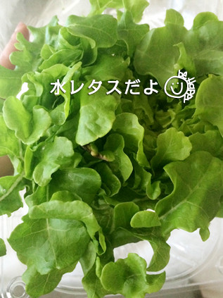 水レタス