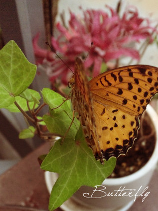 butterfly01
