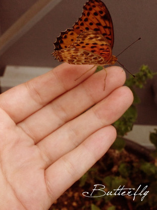 butterfly03