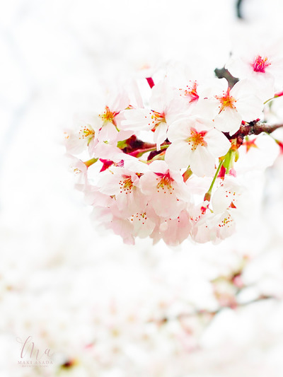 ��Ļ��ʥ����