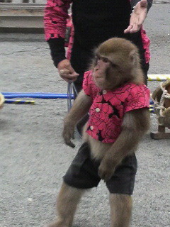 おさるさん
