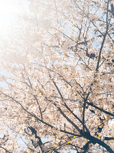 はれやかに桜